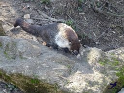 Tiergarten Schönbrunn am 05.03.2026